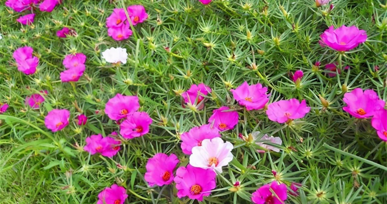 这4种花便宜又好看,放养也能存活好,非常适合新手和忙碌的花友