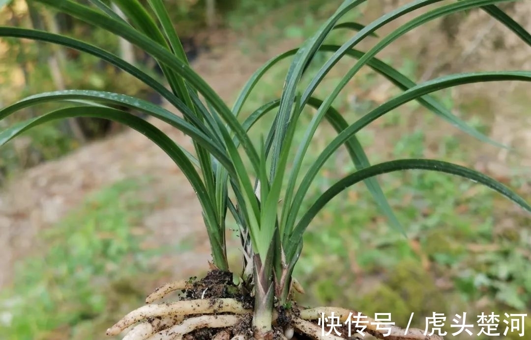 兰株|兰花什么时候分苗最佳？兰友：一年四季都可以，最佳时机只有两季