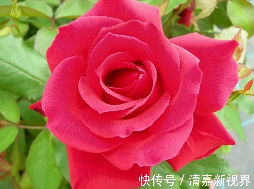 喜欢菊花，不如养盆“月季珍品”伊芙红宝石，闪耀明亮，香味浓郁