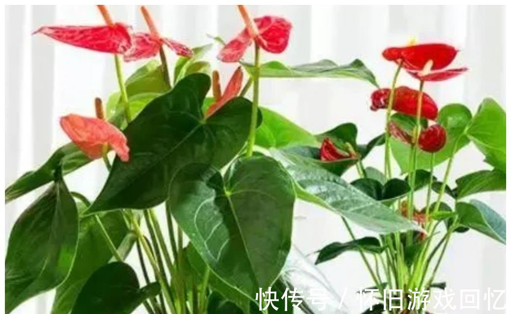 植株|5种喜“半阴花”,入冬以后多见阳光,长得旺早开花