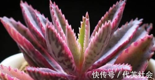 老桩|5种多肉,皮实又好养,独苗变老桩,长出状态美极了