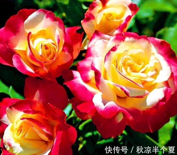 4种花自带财运，家里养一盆，招财纳福好运来，越养越喜欢