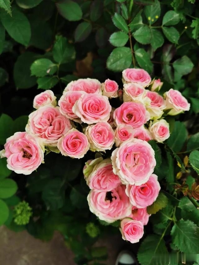 圆滚滚的绣球，瀑布般的花墙，这届花友也太会种花了吧