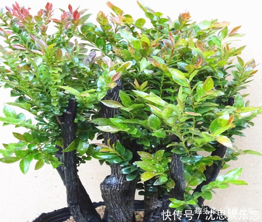 宁干|三种花家里至少要养一盆,镇宅平安吉祥花,明白的人都养它