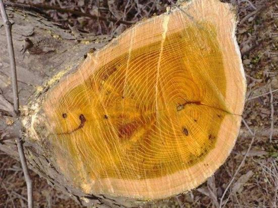 金贵|奇闻过去它是农家柴火,却不知其金贵,如今价值千金与紫檀齐名