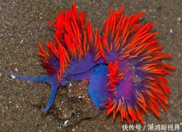 24张“活久见”生物照,仿佛来自另一个星球