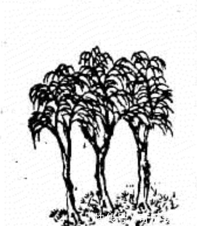 国之栋梁|推背图第29象一枝向北一枝东,又有南枝种亦同,高人能解吗