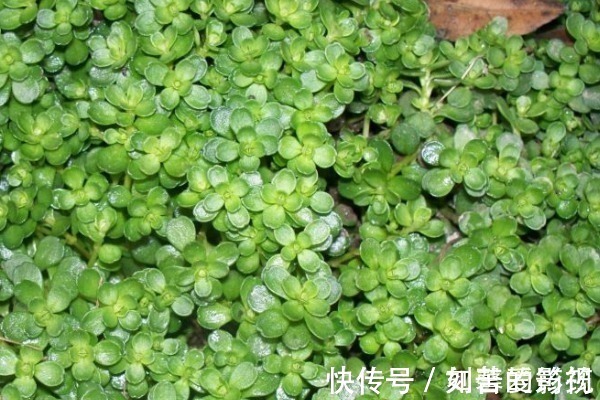 野菜|在农村见到这种野菜,切记只摘叶子,不要拔根,因为太珍贵了!