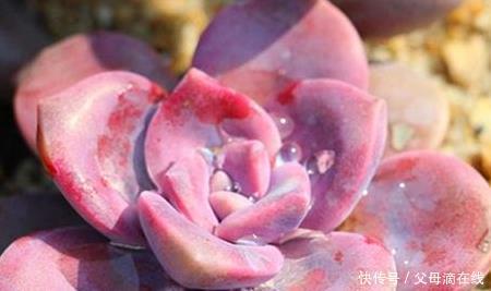 梦幻|5款梦幻的“紫色系”多肉,家里养上1盆,“颜值高”又好养!