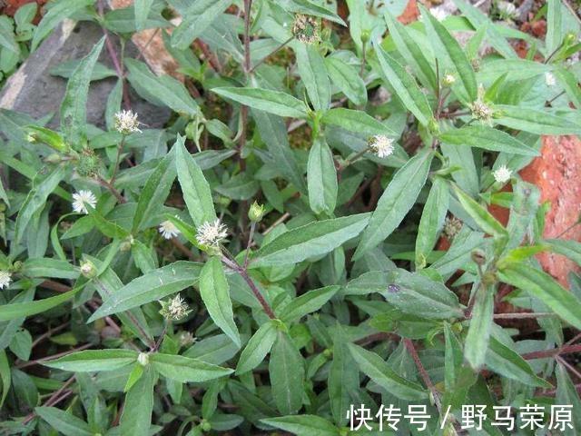 泡水|它曾用来喂猪,如今价值被开发,泡水喝对身体有好处,记得摘