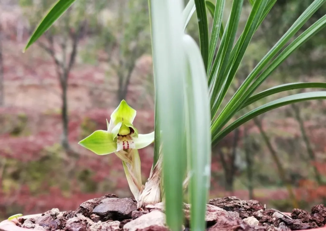 兰花|养春兰最怕什么?黄叶、卷叶、花朵细小,这些都是怎么形成的?