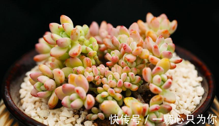 养多肉不要用大盆,多肉怎么选择花盆