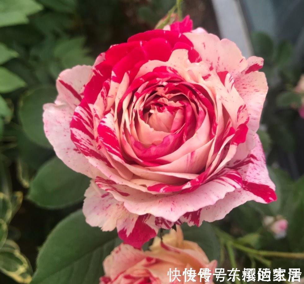 种花|越晒越旺的三种花，阳台上养一盆，一整个夏天开花很热闹