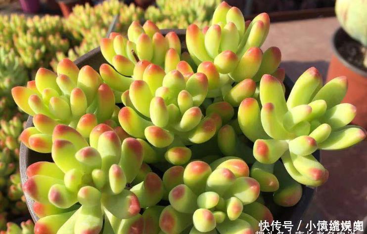 叶尖|柠檬手指和柳叶莲华虽然长得有点像,但它们真不是同一种多肉植物