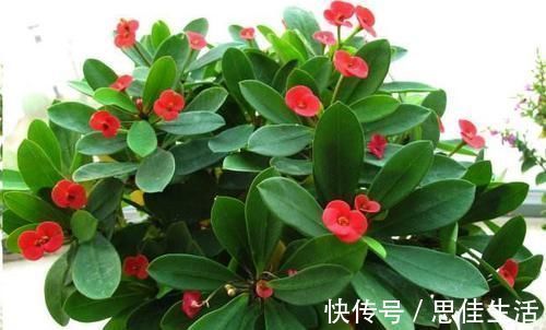 这10种花超级怕冷,再不搬进屋,小心只剩下盆了