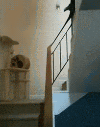 |搞笑GIF趣图:很霸气,很个性的老板啊