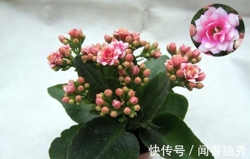 长寿花|长寿花“12月”不长花苞？赶紧狠心“虐一虐”