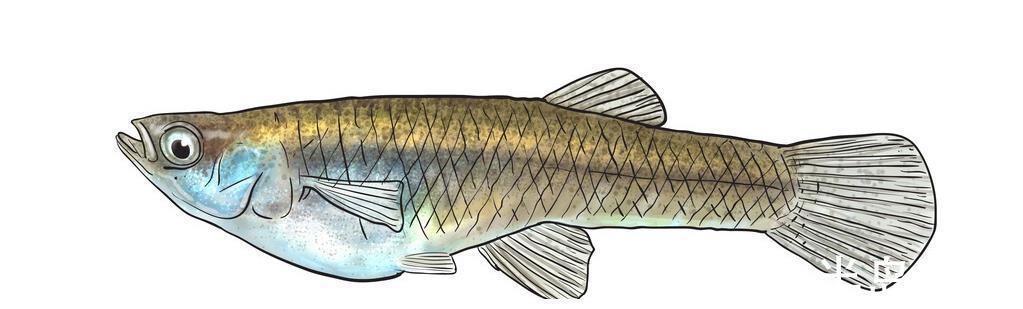 食蚊鱼|菩萨鱼在广西多到“泛滥”,如今非洲鲫鱼搅局,内卷有多厉害?