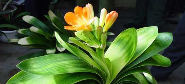 自来水|君子兰不开花还总是烂根教你一招,君子兰从此长不停