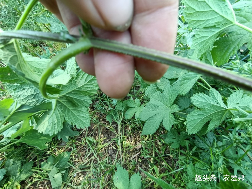 多年生|农村常见的野草,农村人对它是又爱又恨,这究竟是为什么呢