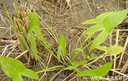 要拔|提个醒:秧田见到此草,一定要拔回家,好处不请自来,作用非常大