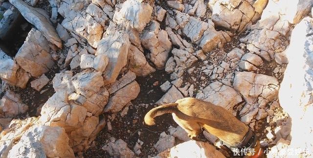 考古学家|狗是天生的“考古学家”?考古犬能嗅出2700年前古墓的位置