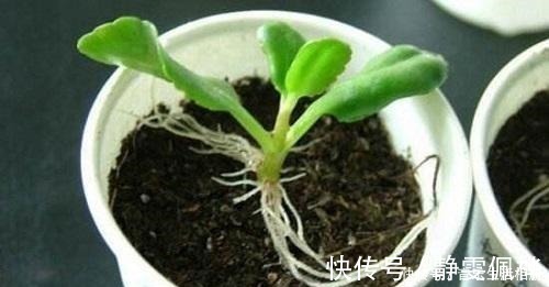 枝条|这2种花最好开春扦插,一片叶子长出一盆,今年开花不成问题!