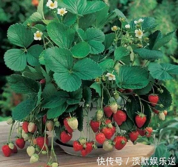 盆栽养花,不如养“草莓”,盆边挂满几十个,好吃的流口水!