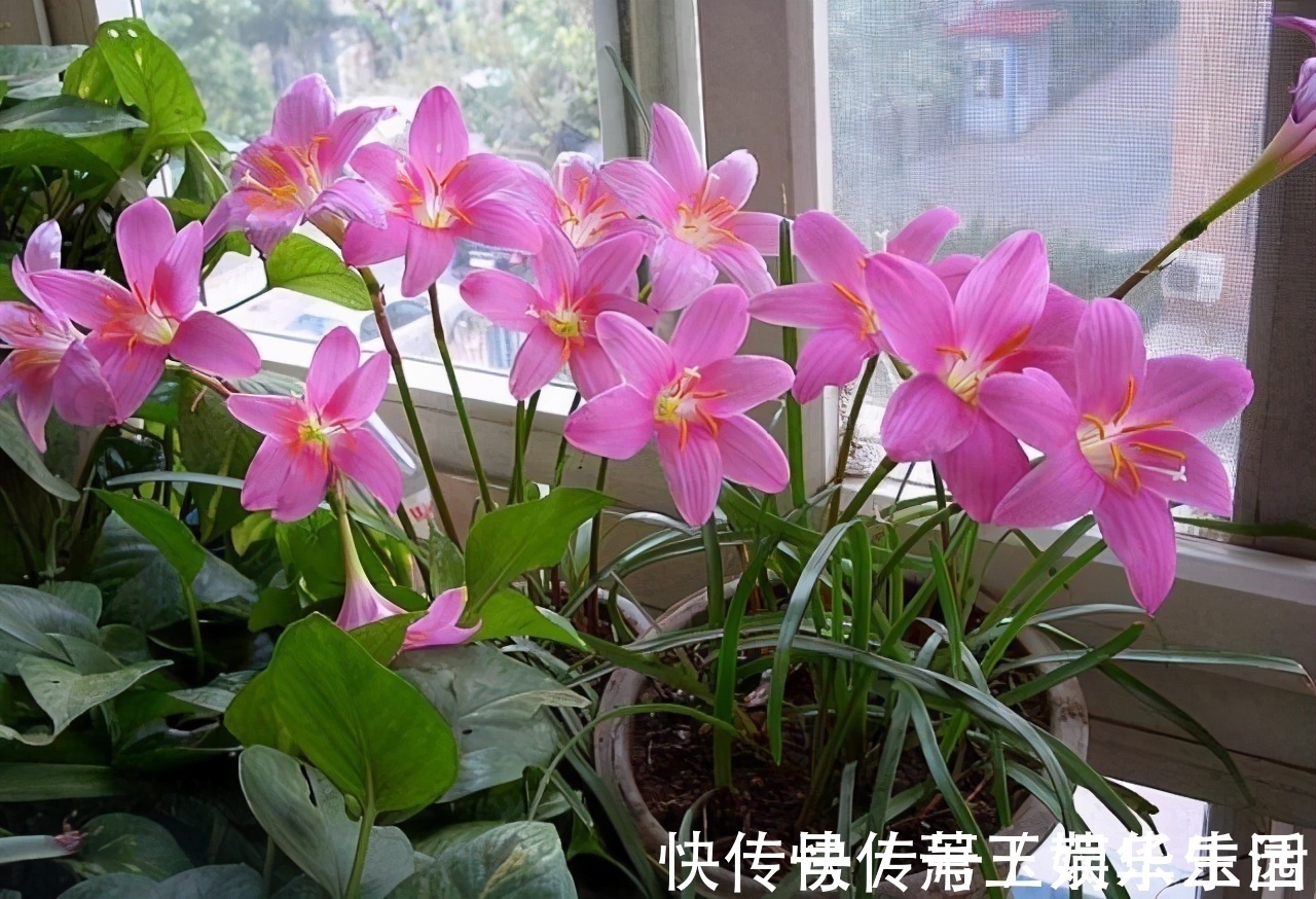 花色|客厅别养“10种花”,虽然很漂亮,却是不利于健康的“危险花”