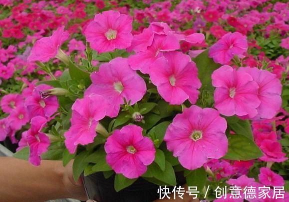 芹叶牡丹|养花试试这几款，青翠的叶片下摇荡生姿，真是人见人爱的花草植物