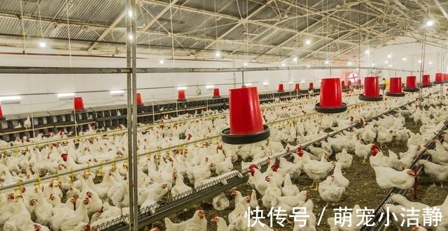 球虫病|都说球虫病是鸡场的吸血鬼,掌握这六点从此不再怕!