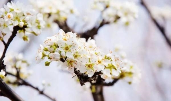 薰衣草|又是一年赏花季!乱花渐欲迷人眼,教你分清谁是谁