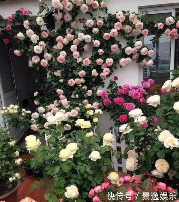 花朵|喜欢养花就盆栽月季,此款花期长、易爆盆,一株苗开出多色花