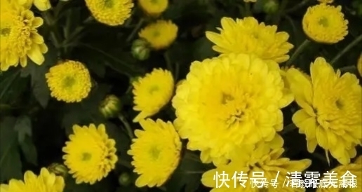 花中之魁$中国7大名花，你知道几种；谁配得上花中“皇者”之称呢？