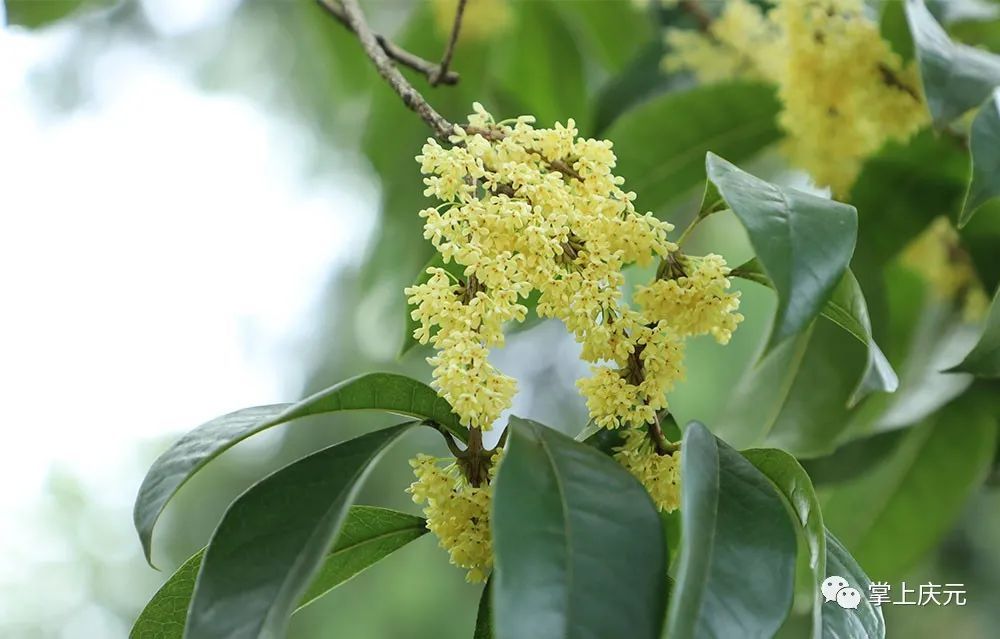 高温|真香！高温“搅乱”花期，桂花虽迟但到