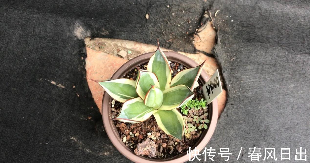 养花在乎寓意,在意颜值和打理难度,就盆栽这5种,全符合条件