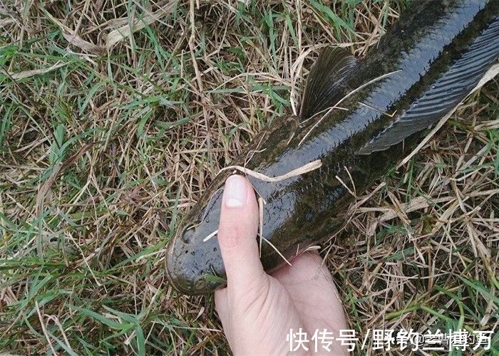 钓友|泥鳅钓鱼，为何人人喊打！资深老钓友：道出实情