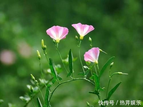 玉米田里的“恶草”，农民见到就烦，但嫩叶却