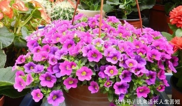 长春花|六月逛花市,看到几种便宜花,喜欢的可以入手,超级爱开花