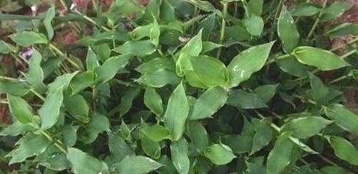 过去农人看见就拔的“荩草”,样子长似竹叶,其实是“帝王草”