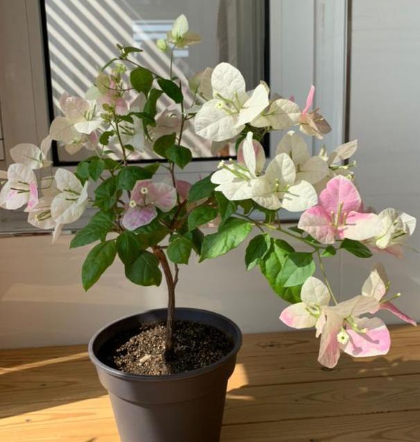 养殖''开花机器''三角梅,盆栽掌握3步操作,砰砰开花挡不住