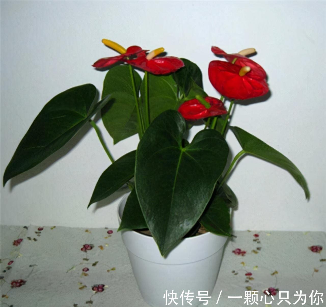 果皮|垃圾桶三种废物,千万别扔,都是养花神器,养啥花都爆盆