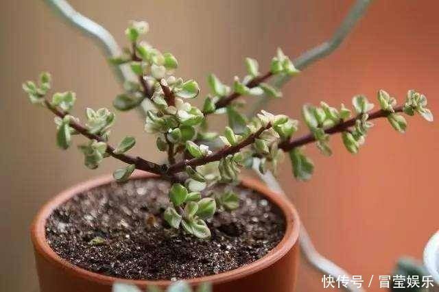 金枝玉叶长成树,喷点“染花剂”,花色艳丽,养成盆景价值高