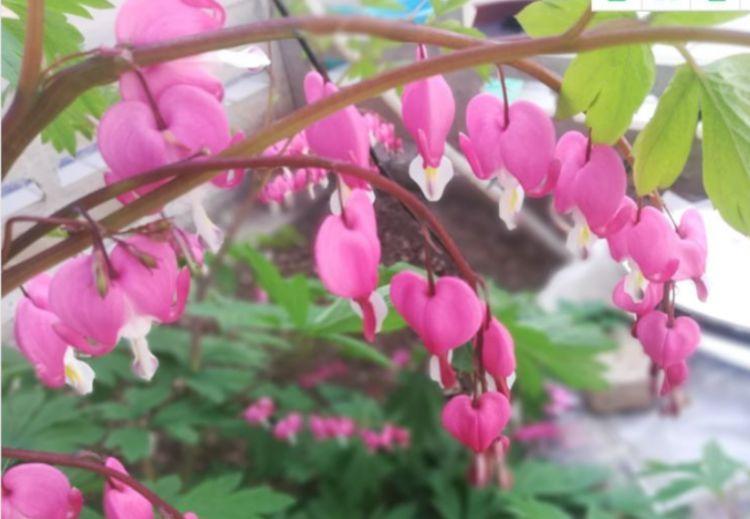 夏季|适合夏季养的花,好活易爆盆,花开媲美玫瑰,花朵姿态万千,美