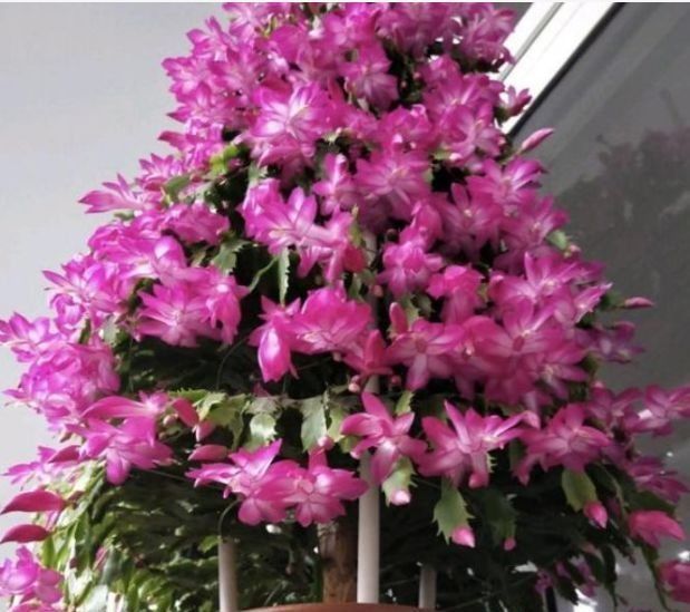 阳台养这几朵花,花期长,花色艳丽,开成花海,邻居都羡慕