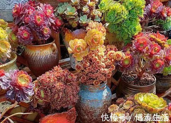 李大姐养多肉10多年,总结6个好品种,新手也能养成“漂亮老桩”