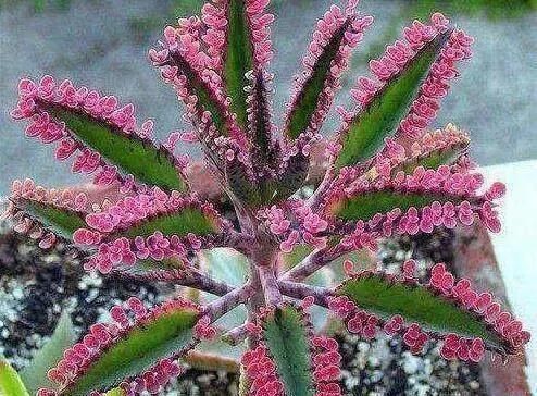 叶片|这2种花，碰掉个叶子掉盆里，自己长1盆，比绿萝吊兰好养100倍