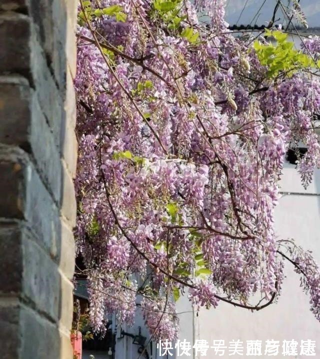紫藤|4种花养成老桩，价格能翻好几倍，开花也更多！