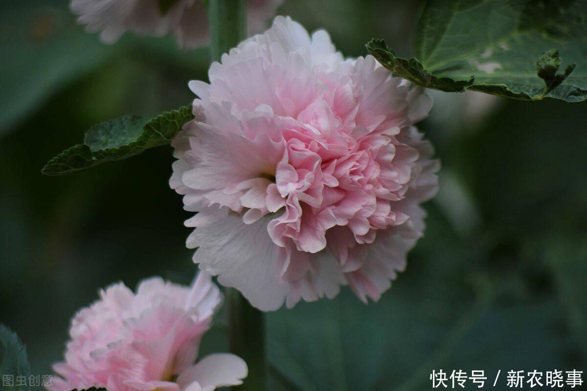 以前被嫌弃的土花,现在变成盆栽中的“香饽饽”,只因好养花量大