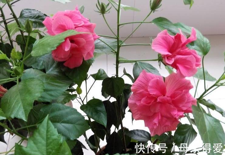 3种花摆阳台,好养易管理,能够一年四季开花不断